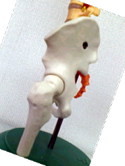 ���Ռ�X�摜